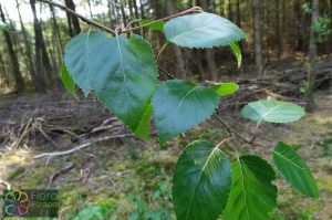 betula pubescens (1)